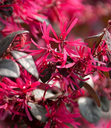 Loropetalum chinense 'Fire Dance'